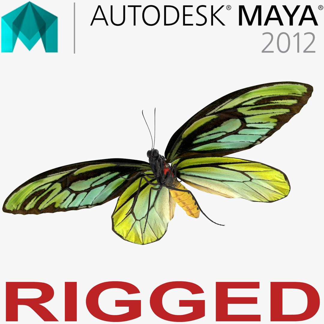 Queen Alexandras Birdwing Butterfly Rigged for Maya 3D model preview
