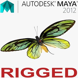 queen alexandras birdwing butterfly 3D model