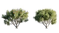 Grow FX - Banksia prionotes - Acorn banksia 03