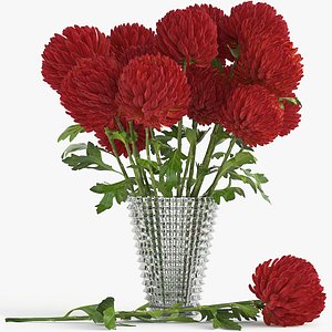 Chrysanthemum