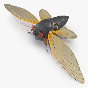 3D Magicicada Septendecim
