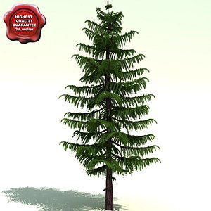 Pseudotsuga Menziesii (Douglas fir)