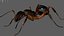 red Ant Bug 3D