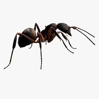 red Ant Bug 3D