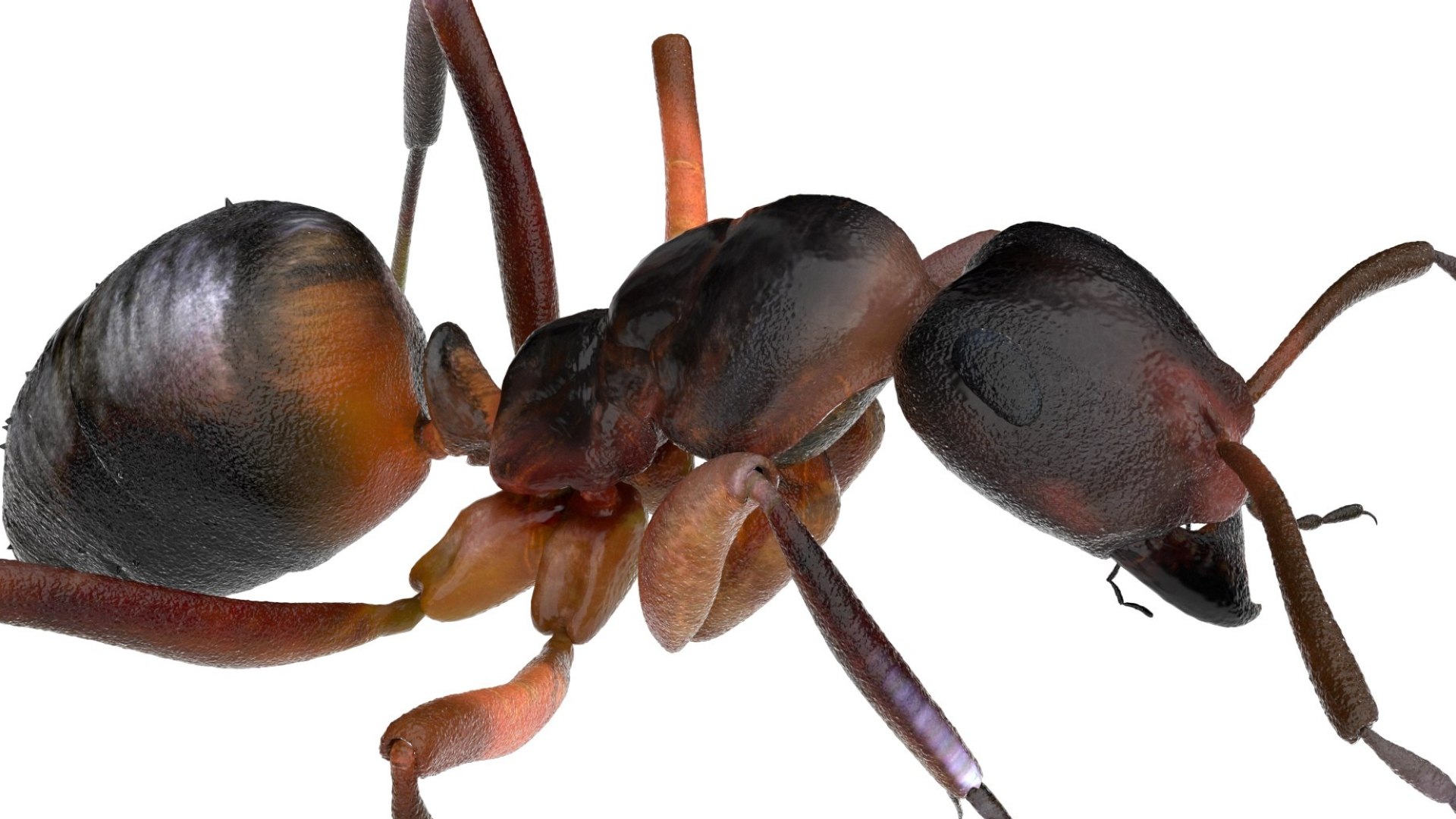 red Ant Bug 3D 3D model https://p.turbosquid.com/ts-thumb/N0/2mrPcq/7O/13/jpg/1751000481/1920x1080/fit_q87/c084b31dc0dab18947e700126dbe617ca89440a5/13.jpg