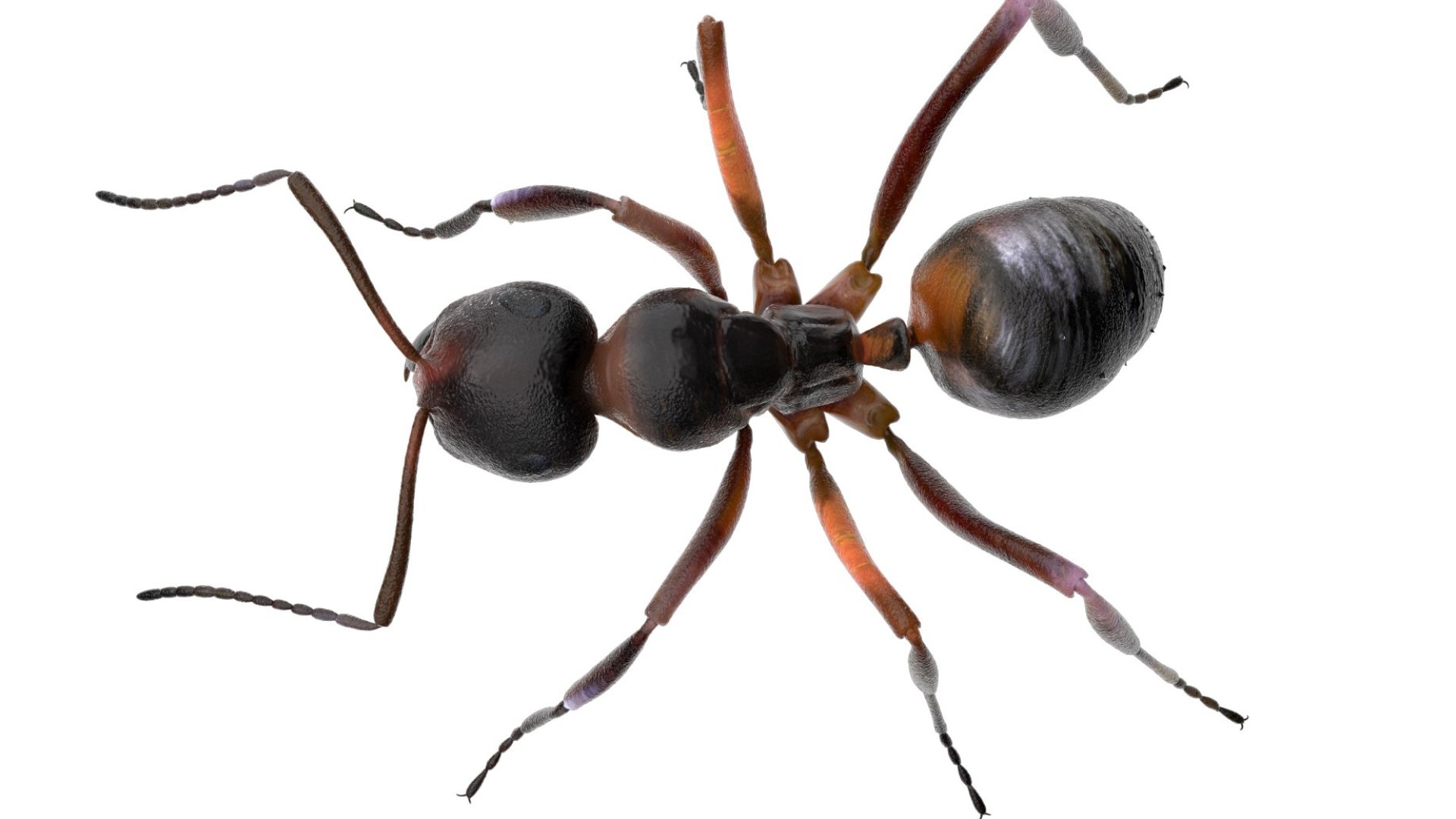 red Ant Bug 3D 3D model https://p.turbosquid.com/ts-thumb/N0/2mrPcq/Ax/11/jpg/1751000481/1920x1080/fit_q87/6f8a853c4d73cfa3811f9c6e85b0c5535224c5b3/11.jpg