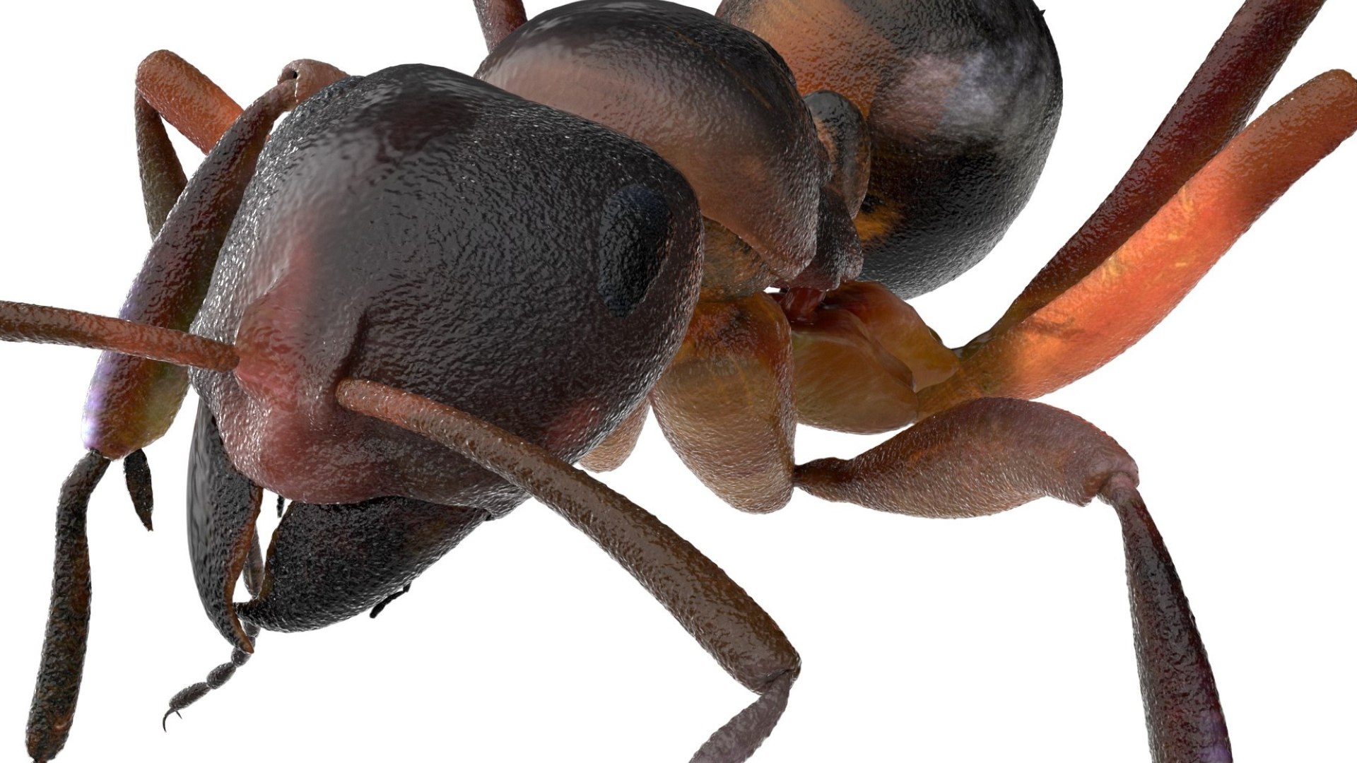 red Ant Bug 3D 3D model https://p.turbosquid.com/ts-thumb/N0/2mrPcq/CR/14/jpg/1751000482/1920x1080/fit_q87/22420b8ec51098eb30878ba074b0b79e03c5c1f4/14.jpg