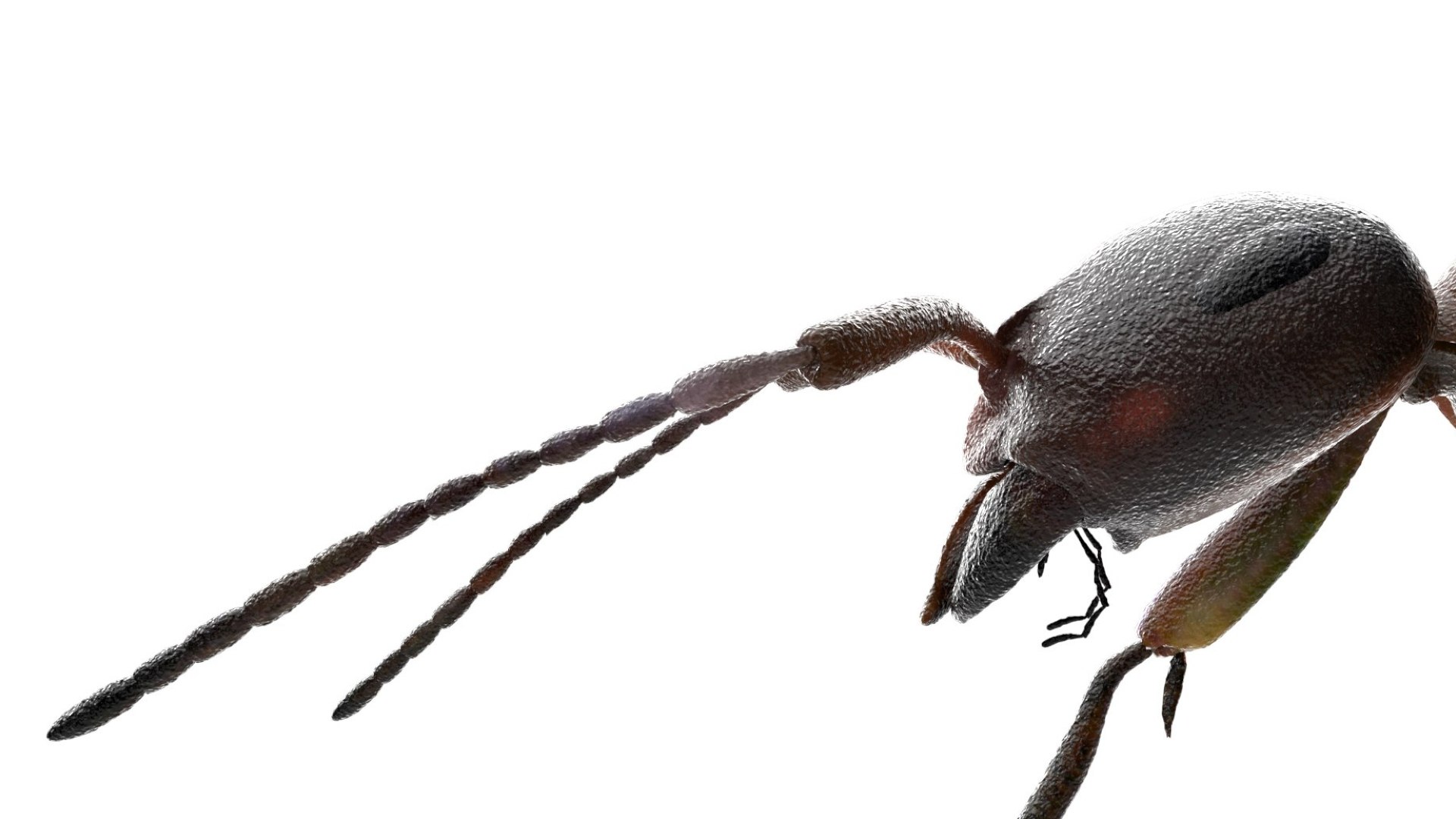 red Ant Bug 3D 3D model https://p.turbosquid.com/ts-thumb/N0/2mrPcq/Dj/09/jpg/1751000480/1920x1080/fit_q87/232ffa6a16a44846ba7f4cfee66a3820ca60c57d/09.jpg