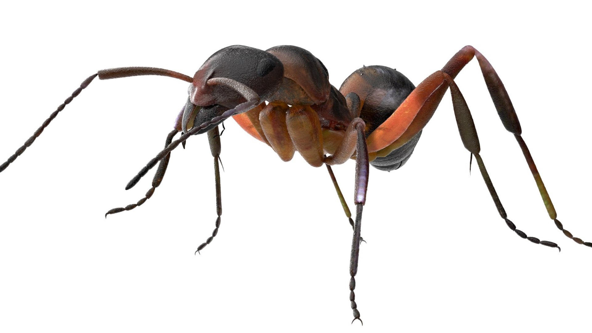 red Ant Bug 3D 3D model https://p.turbosquid.com/ts-thumb/N0/2mrPcq/Ga/19/jpg/1751000484/1920x1080/fit_q87/45d19d5365c2bfdff038ba64c2b0107b32940422/19.jpg