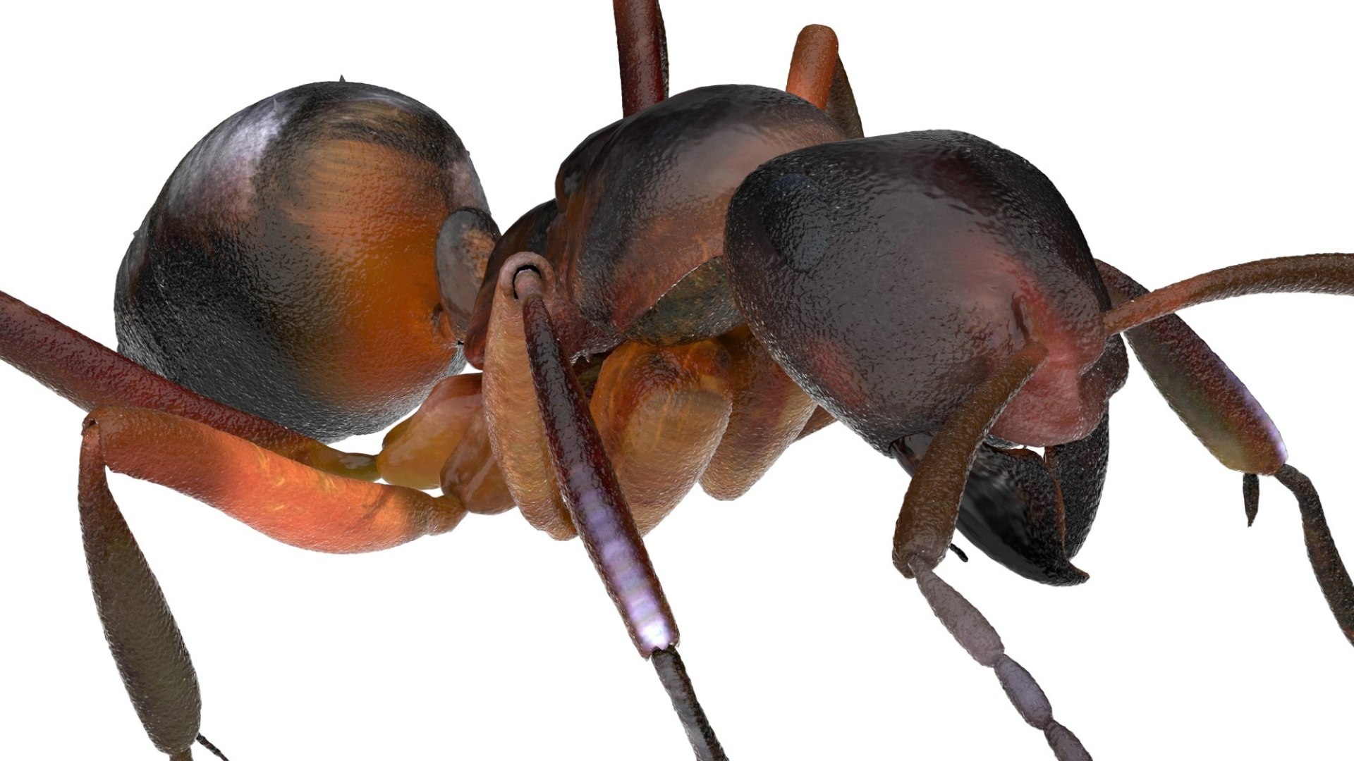 red Ant Bug 3D 3D model https://p.turbosquid.com/ts-thumb/N0/2mrPcq/Ir/05/jpg/1751000477/1920x1080/fit_q87/2bc87189f278366a7db24e76d3b1f5e66327f90d/05.jpg