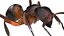 red Ant Bug 3D