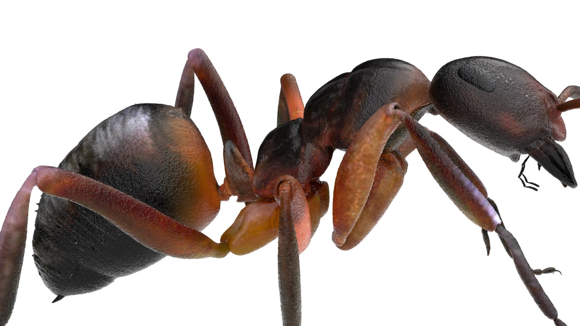 red Ant Bug 3D 3D model https://p.turbosquid.com/ts-thumb/N0/2mrPcq/Q0/10/jpg/1751000480/1920x1080/fit_q87/7e10d58bda347c7982e0f05de4a0682a051f2680/10.jpg