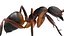 red Ant Bug 3D