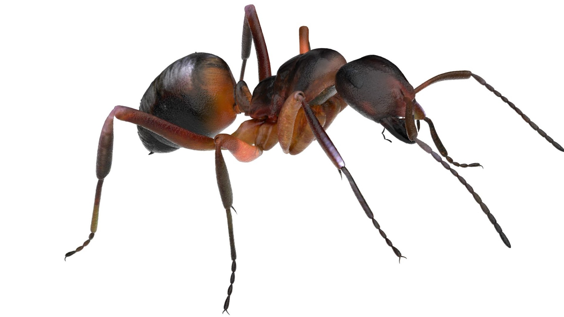 red Ant Bug 3D 3D model https://p.turbosquid.com/ts-thumb/N0/2mrPcq/SY/17/jpg/1751000483/1920x1080/fit_q87/f03724f538b6ea1eb79eecbf6f746c0e673c0302/17.jpg