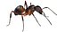 red Ant Bug 3D