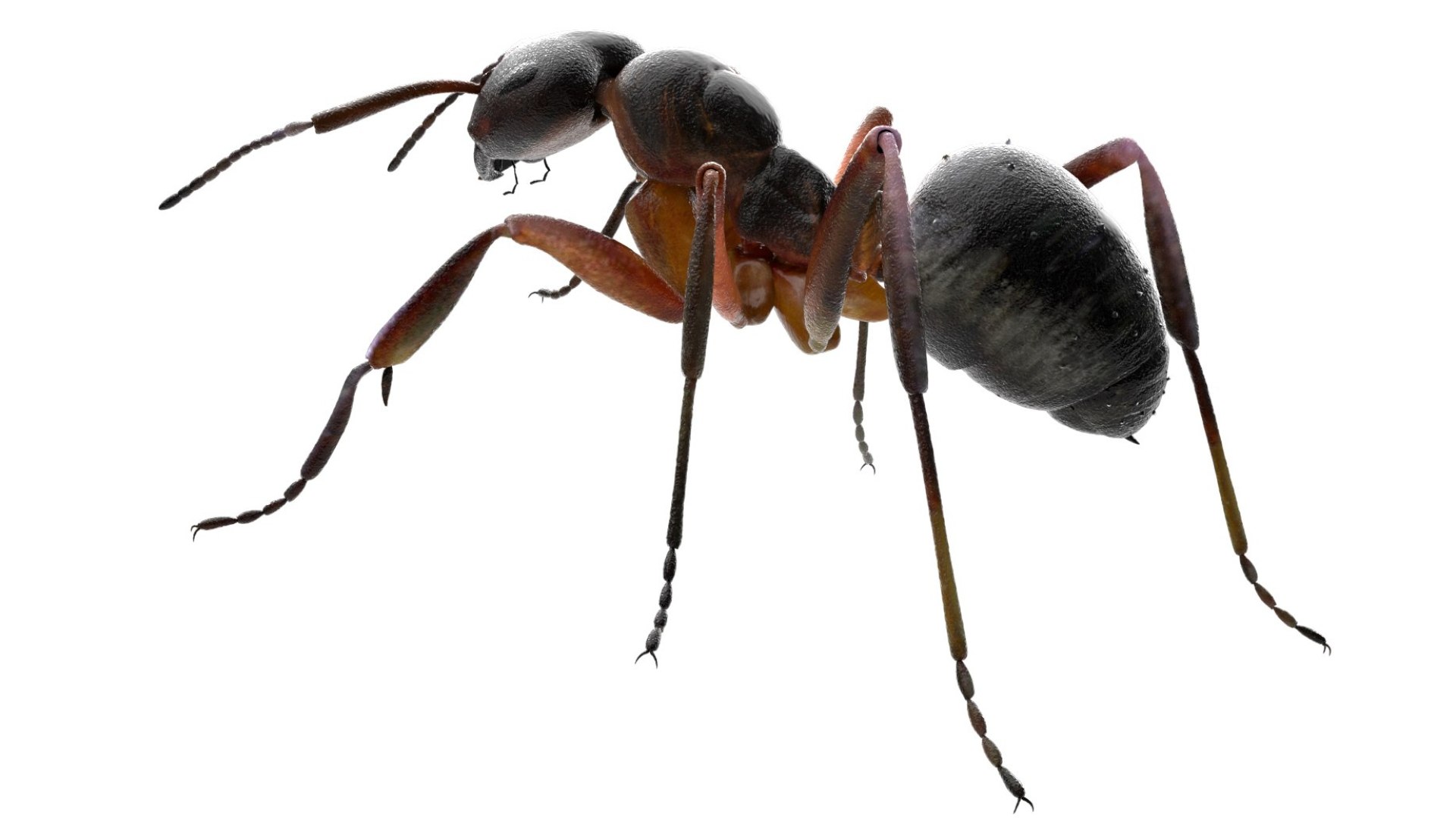 red Ant Bug 3D 3D model https://p.turbosquid.com/ts-thumb/N0/2mrPcq/Vc/20/jpg/1751000485/1920x1080/fit_q87/87c2f43f291d873a3715e7727bbdfd282d765a57/20.jpg