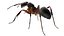 red Ant Bug 3D