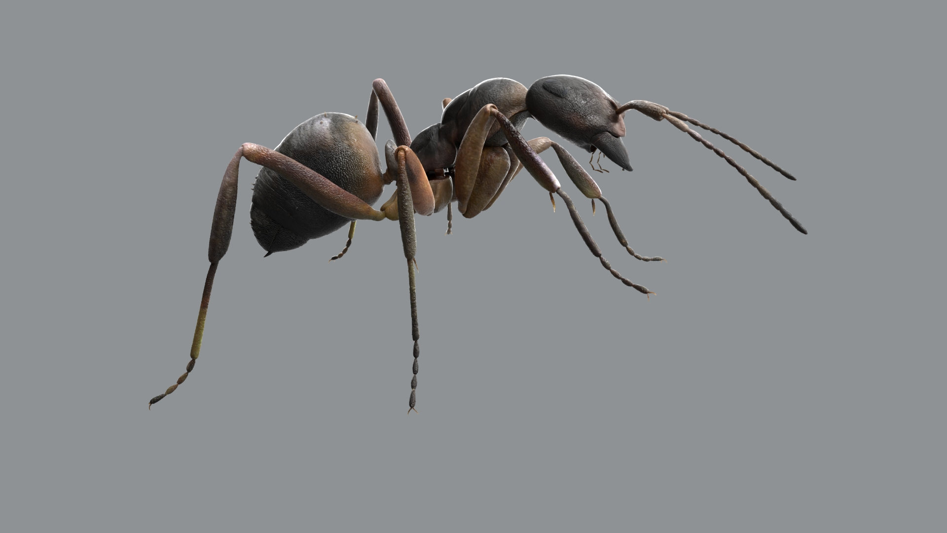 red Ant Bug 3D 3D model https://p.turbosquid.com/ts-thumb/N0/2mrPcq/XX/redantbug/jpg/1751000811/1920x1080/turn_fit_q99/82a4e3ffba9a15f5a11c0318502d117c07bb1425/redantbug-1.jpg
