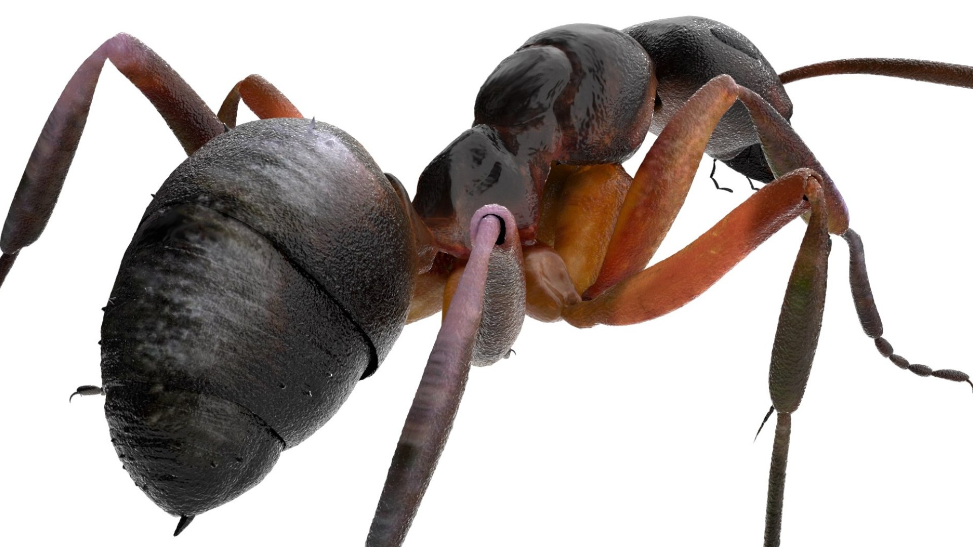 red Ant Bug 3D 3D model https://p.turbosquid.com/ts-thumb/N0/2mrPcq/Y8/12/jpg/1751000481/1920x1080/fit_q87/6b5c1897adaa06c6dc800d0241221347bfd0e654/12.jpg