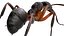 red Ant Bug 3D