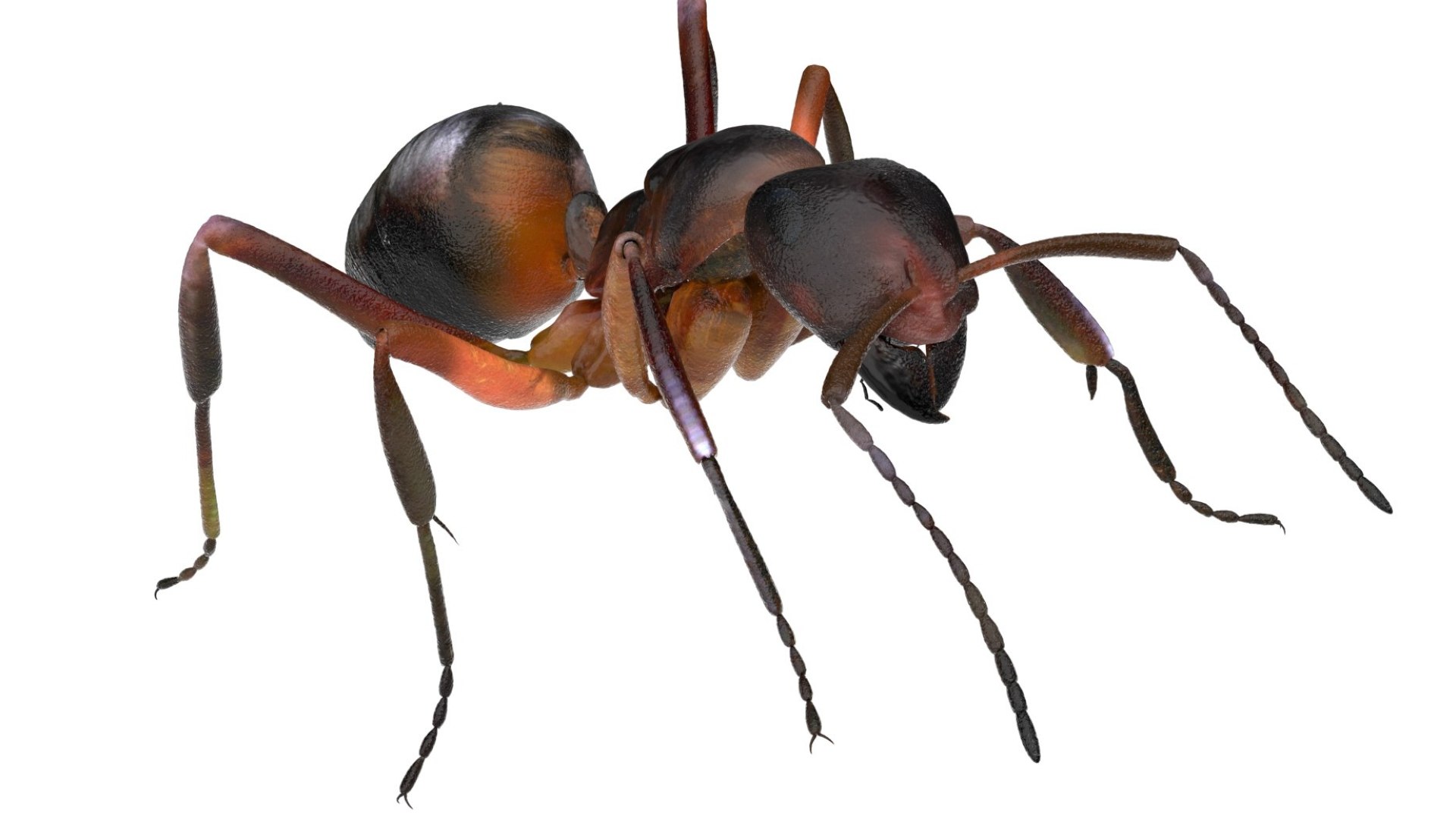 red Ant Bug 3D 3D model https://p.turbosquid.com/ts-thumb/N0/2mrPcq/Yf/21/jpg/1751000485/1920x1080/fit_q87/ae5b1272817910744f5d731bb32dc13f54b351f9/21.jpg