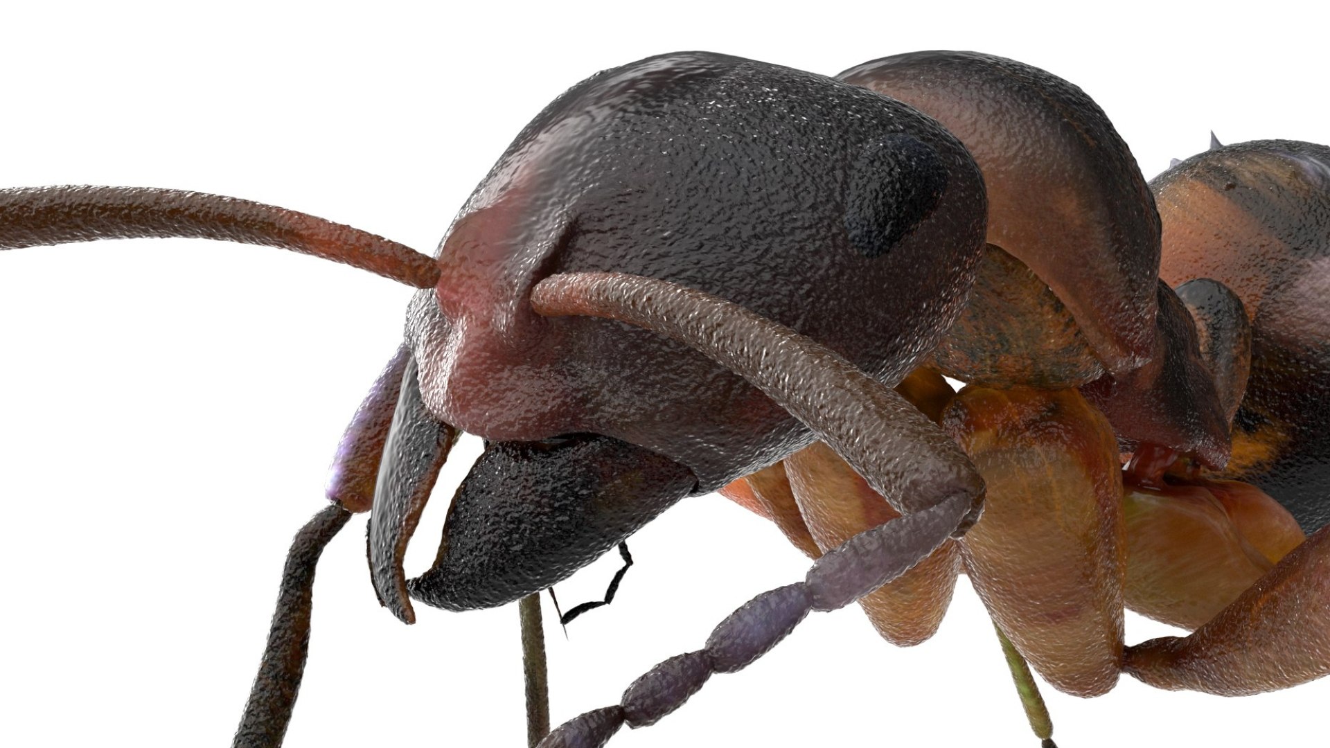 red Ant Bug 3D 3D model https://p.turbosquid.com/ts-thumb/N0/2mrPcq/hv/07/jpg/1751000478/1920x1080/fit_q87/adbdb65d27bd14e2f25325e3aebc18c059bf46c5/07.jpg