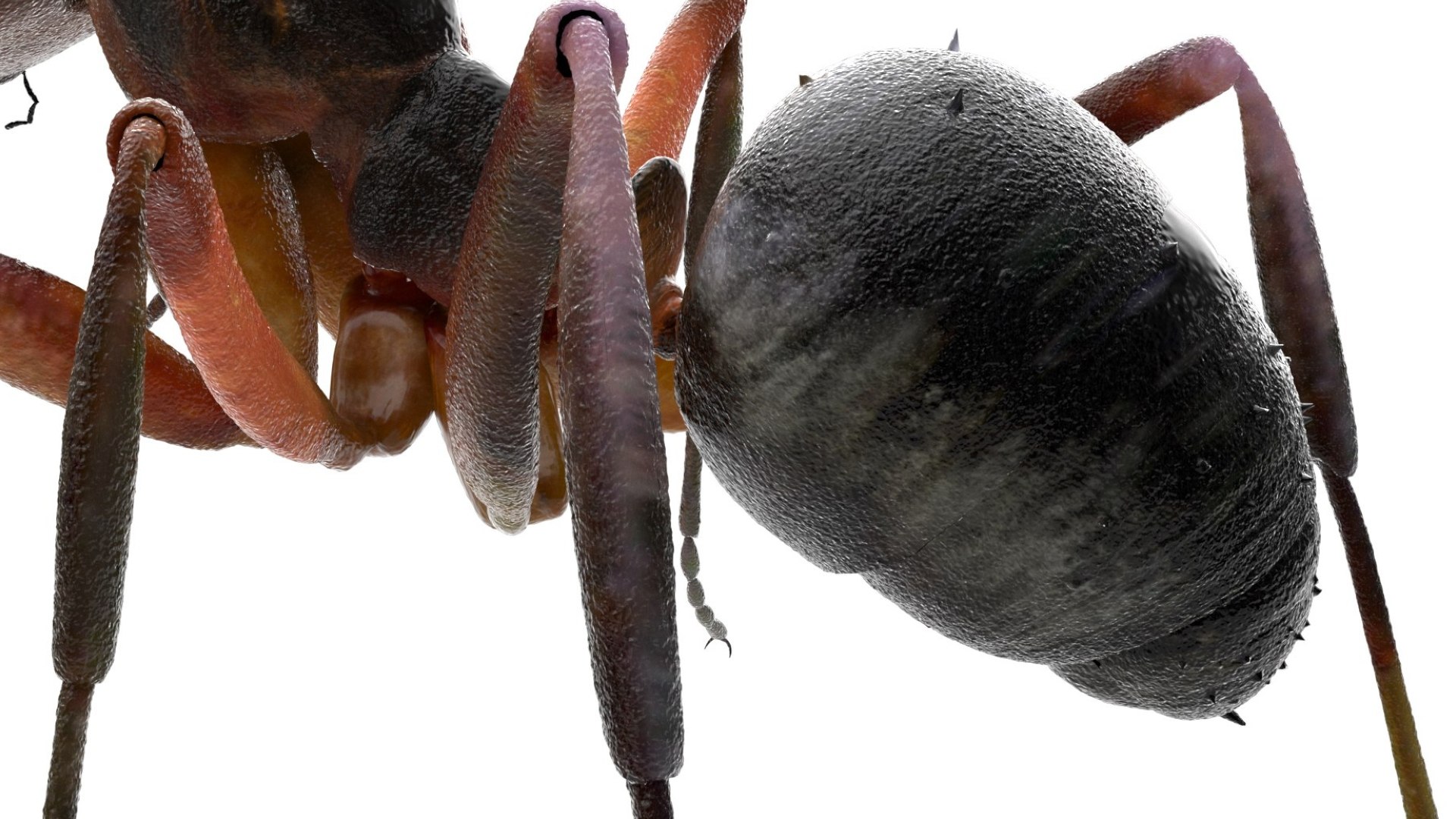 red Ant Bug 3D 3D model https://p.turbosquid.com/ts-thumb/N0/2mrPcq/io/15/jpg/1751000482/1920x1080/fit_q87/71c7b31e640f99fc18e5ea7de07864e01b09db95/15.jpg