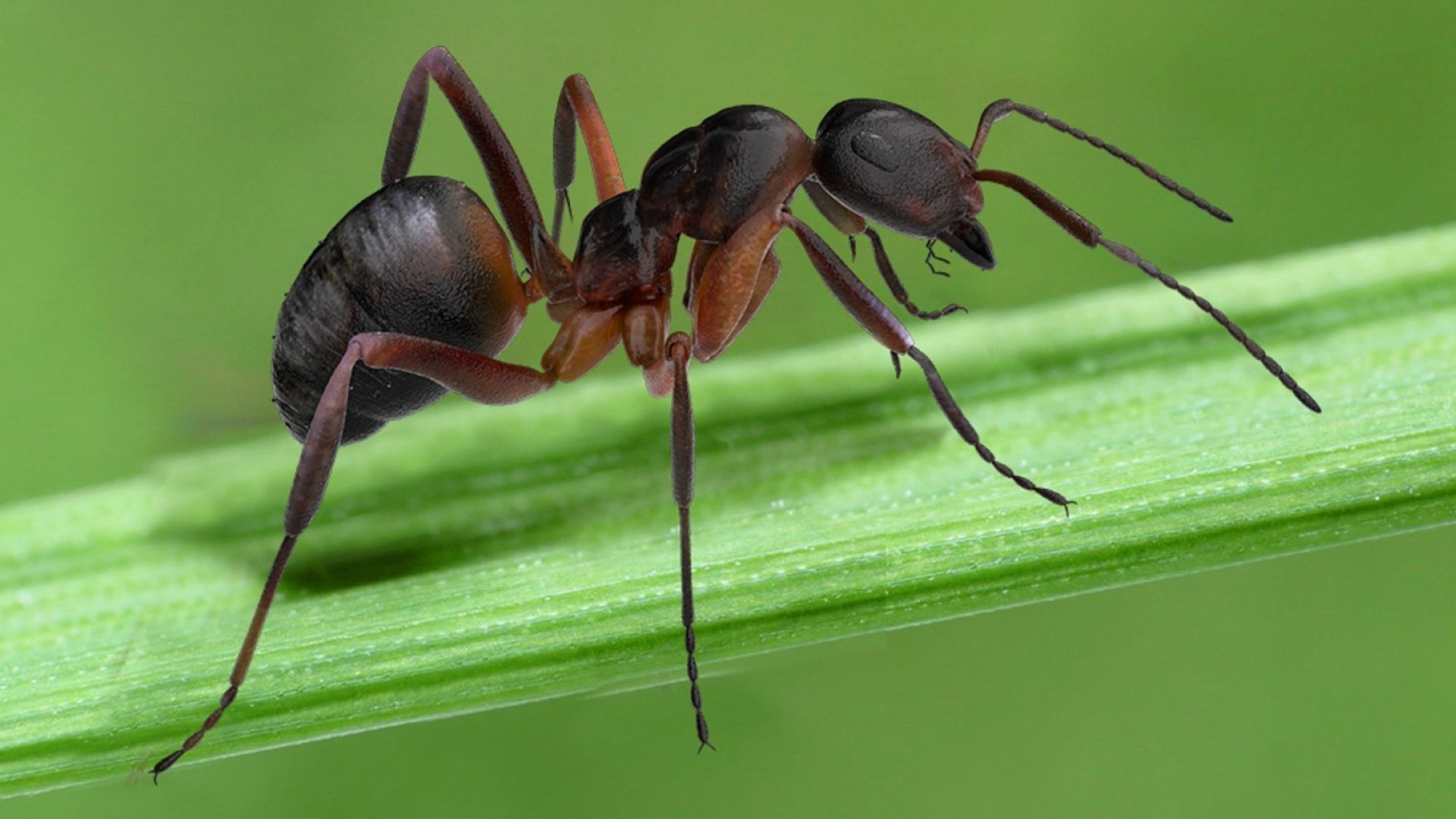 red Ant Bug 3D 3D model https://p.turbosquid.com/ts-thumb/N0/2mrPcq/mF/02/jpg/1751000476/1920x1080/fit_q87/105a45757fc6d3571dcd1314009e5da4b75238b8/02.jpg