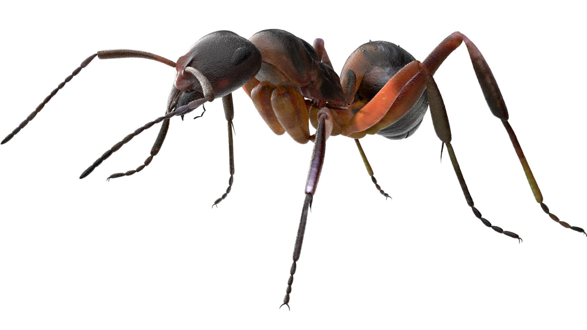 red Ant Bug 3D 3D model https://p.turbosquid.com/ts-thumb/N0/2mrPcq/ps/04/jpg/1751000477/1920x1080/fit_q87/33e942cb1ebcbcd285baebb3498e380416bd1dd4/04.jpg