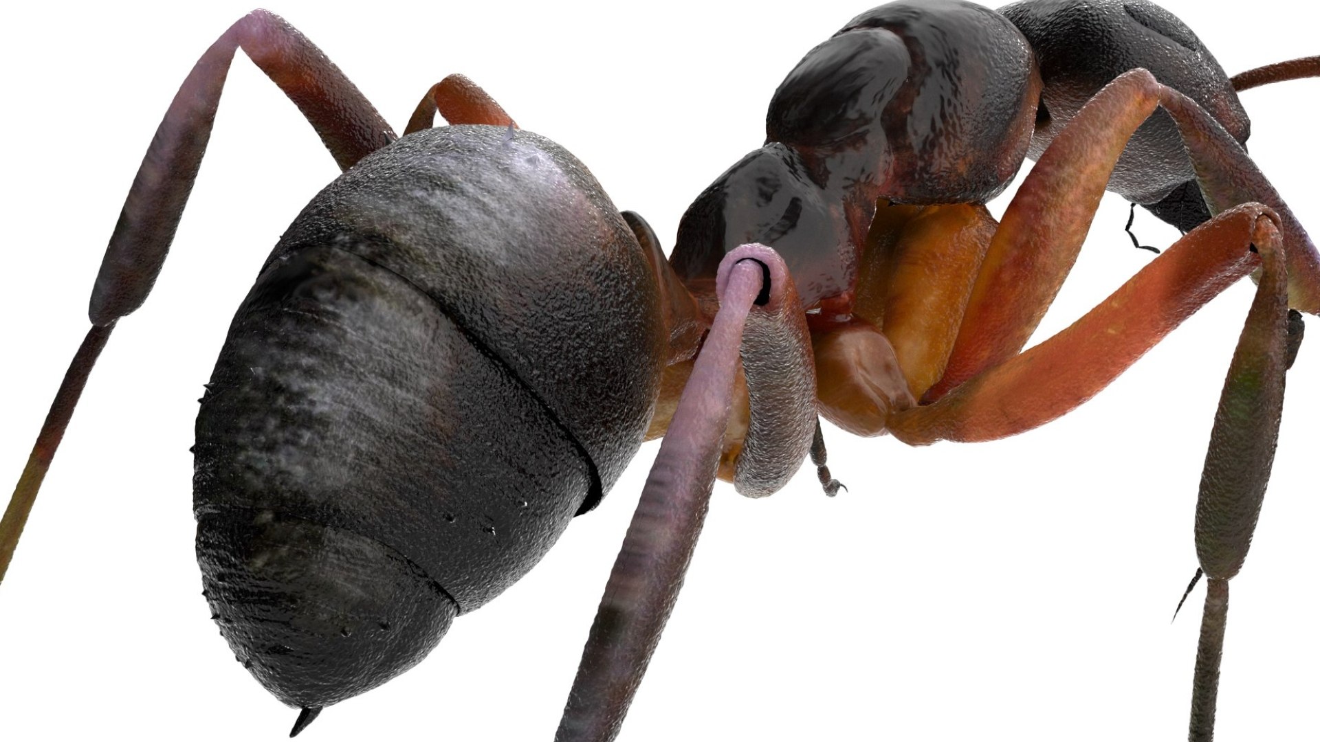 red Ant Bug 3D 3D model https://p.turbosquid.com/ts-thumb/N0/2mrPcq/uj/06/jpg/1751000478/1920x1080/fit_q87/bb5bb8db872dab808d9f10791baf36f035d46cb7/06.jpg