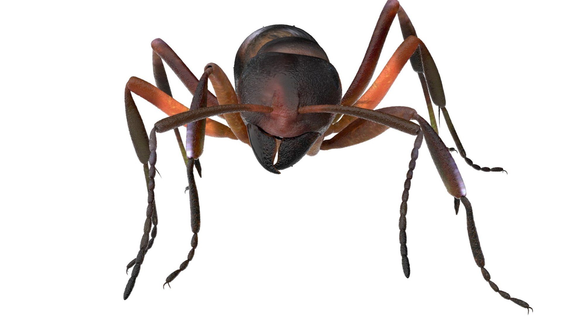red Ant Bug 3D 3D model https://p.turbosquid.com/ts-thumb/N0/2mrPcq/v2/18/jpg/1751000484/1920x1080/fit_q87/0331683e60cf5b1e90b9414faf641d76aff0f555/18.jpg