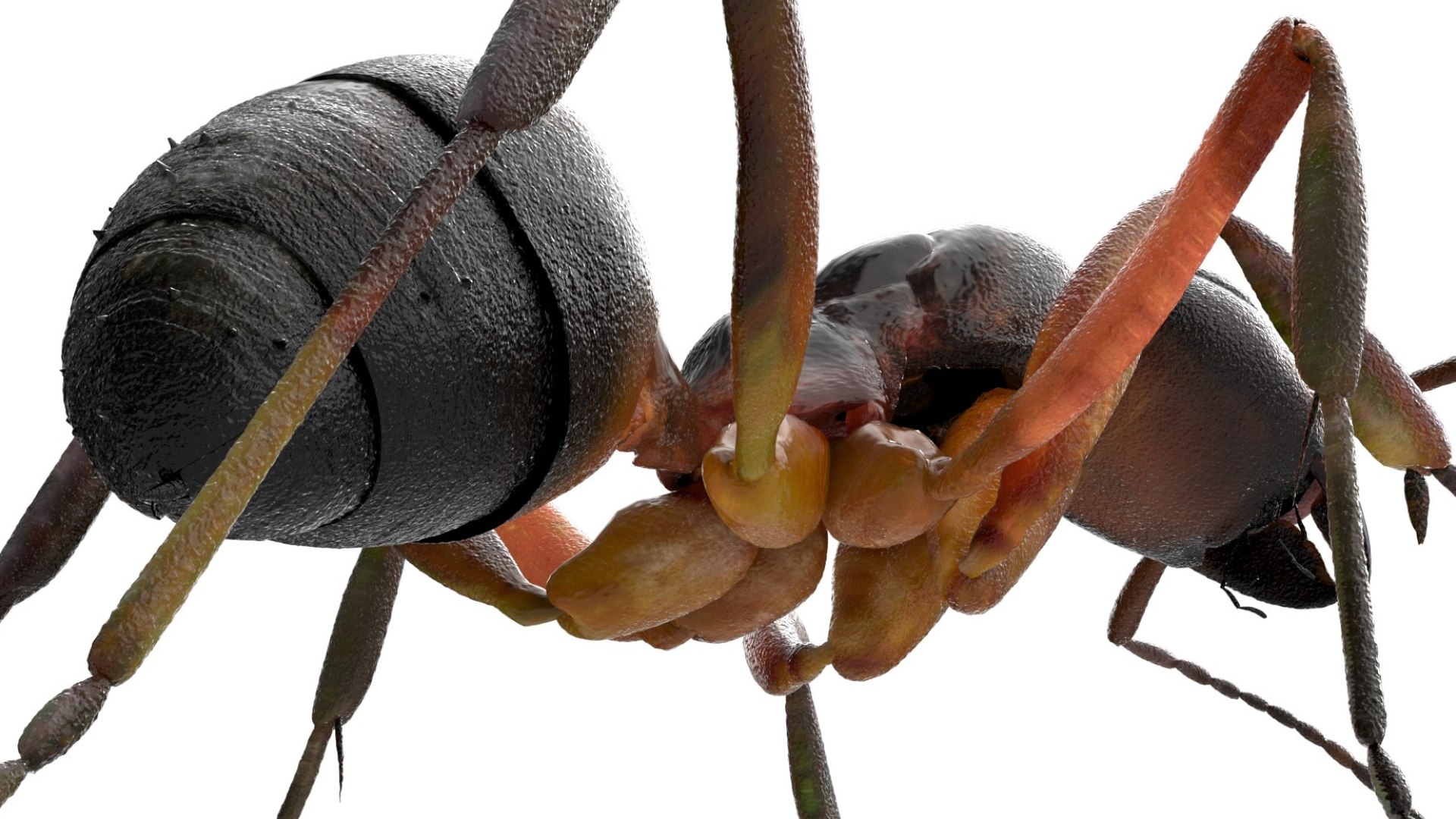 red Ant Bug 3D 3D model https://p.turbosquid.com/ts-thumb/N0/2mrPcq/zK/16/jpg/1751000483/1920x1080/fit_q87/f7d362ddfdd50aa813587fb54489af5dd36ed7fb/16.jpg