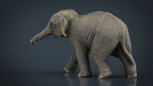asian elephant babe max