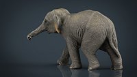 Asian Elephant Babe