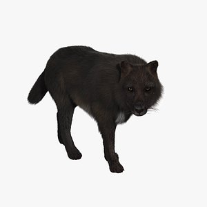 black fur animation wolf 3d ma