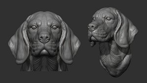 Beagle dog bust 3D model