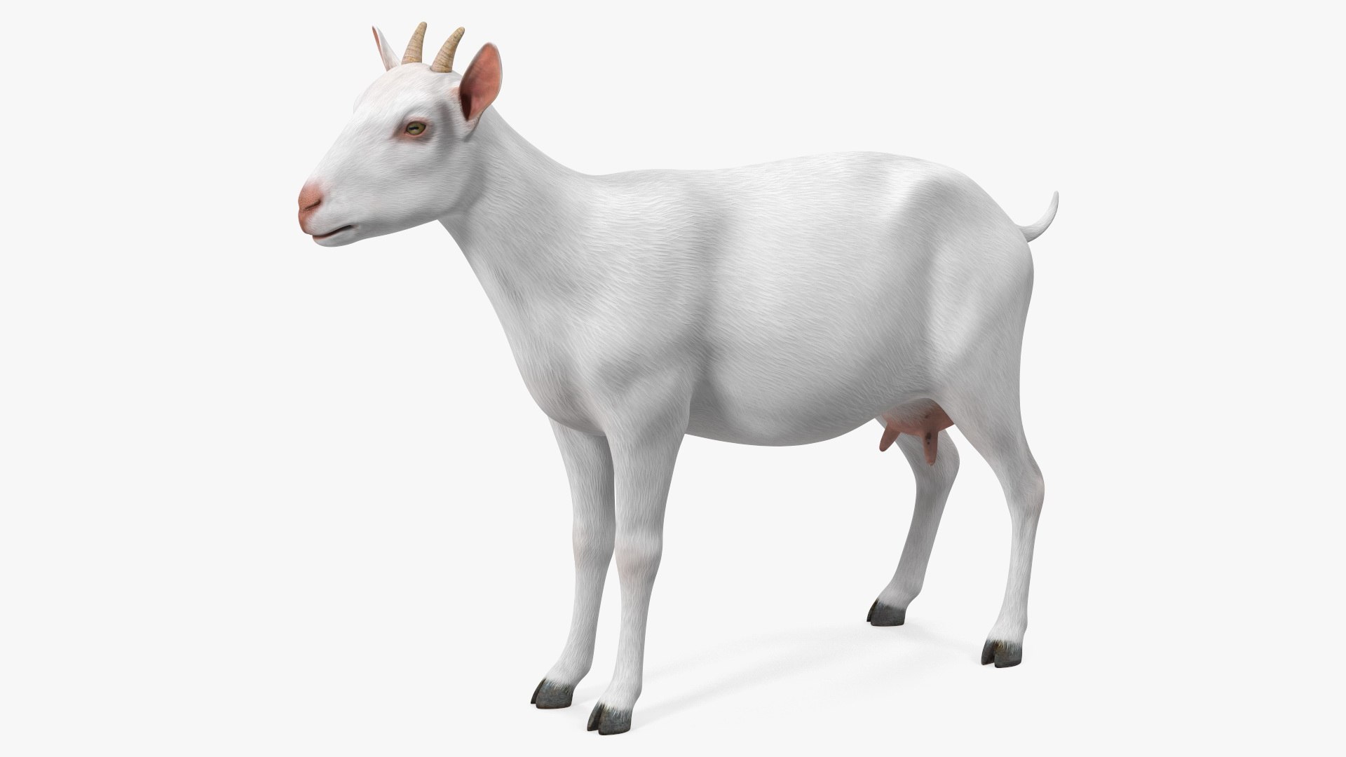 3D model Goat Saanen Breed Rigged for Modo https://p.turbosquid.com/ts-thumb/N0/DyjtUk/7p/sem_goat_saanen_breed_rigged_for_modo_002/jpg/1676479053/1920x1080/fit_q87/032d43a83b0d5f71e12b517bb6789e0b9513f151/sem_goat_saanen_breed_rigged_for_modo_002.jpg
