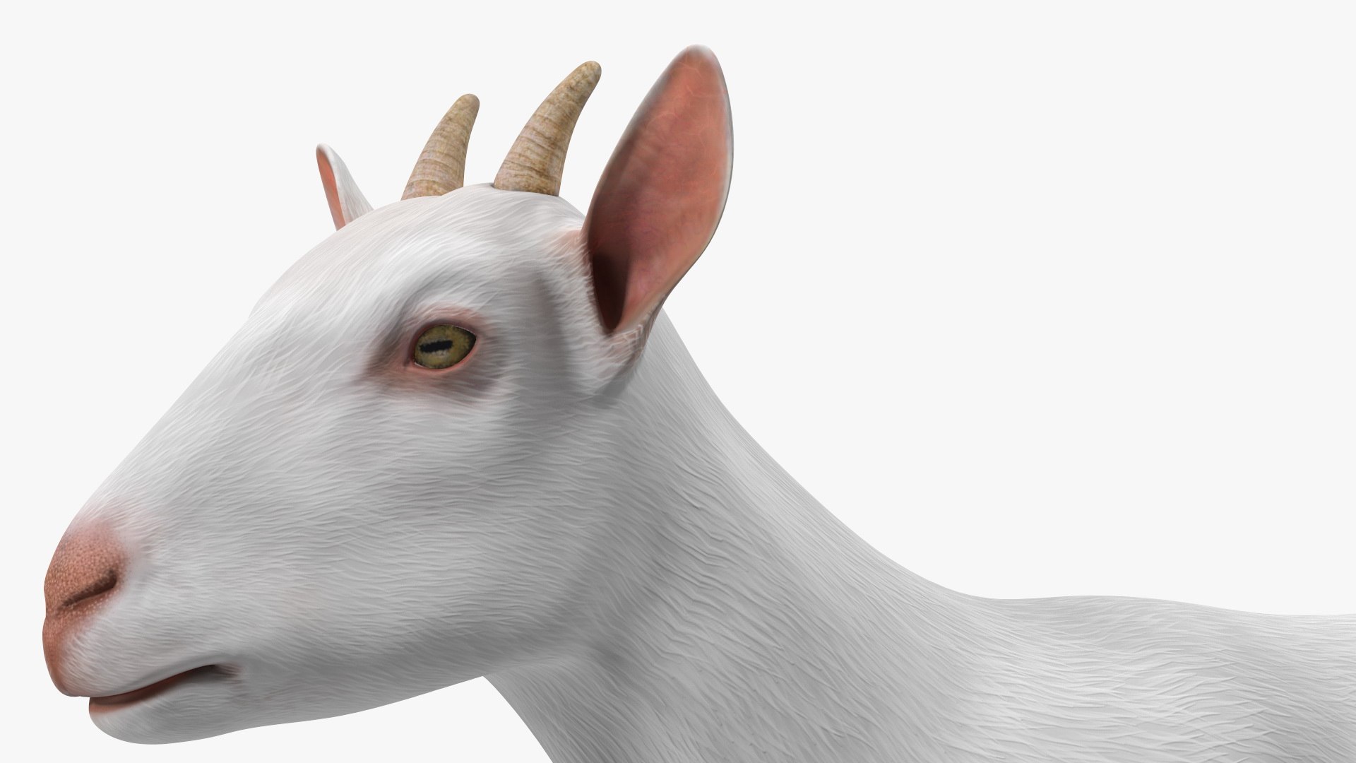 3D model Goat Saanen Breed Rigged for Modo https://p.turbosquid.com/ts-thumb/N0/DyjtUk/OX/goatsaanenbreedriggedformodovray3dmodel015/jpg/1672276642/1920x1080/fit_q87/8381f38aab4fe6af6eee5b1e17ae12a448cb7866/goatsaanenbreedriggedformodovray3dmodel015.jpg