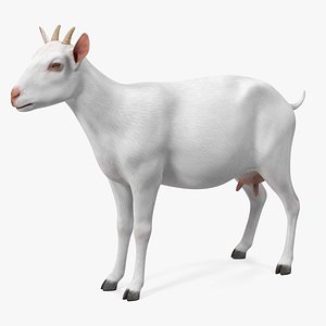 Goat Saanen Breed Rigged for Modo