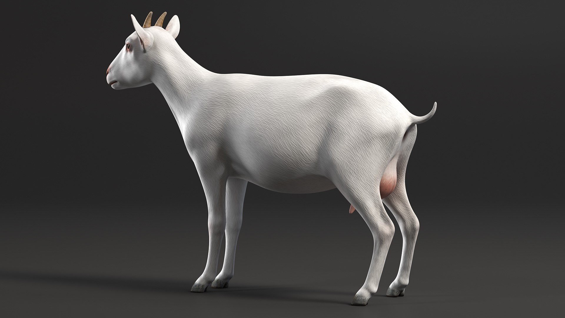 3D model Goat Saanen Breed Rigged for Modo https://p.turbosquid.com/ts-thumb/N0/DyjtUk/Tq/goatsaanenbreedriggedformodovray3dmodel010/jpg/1672276627/1920x1080/fit_q87/fc0d730becf0f7832b85cfc5411a8b071d4bca60/goatsaanenbreedriggedformodovray3dmodel010.jpg