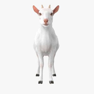 3D model Goat Saanen Breed Rigged for Modo