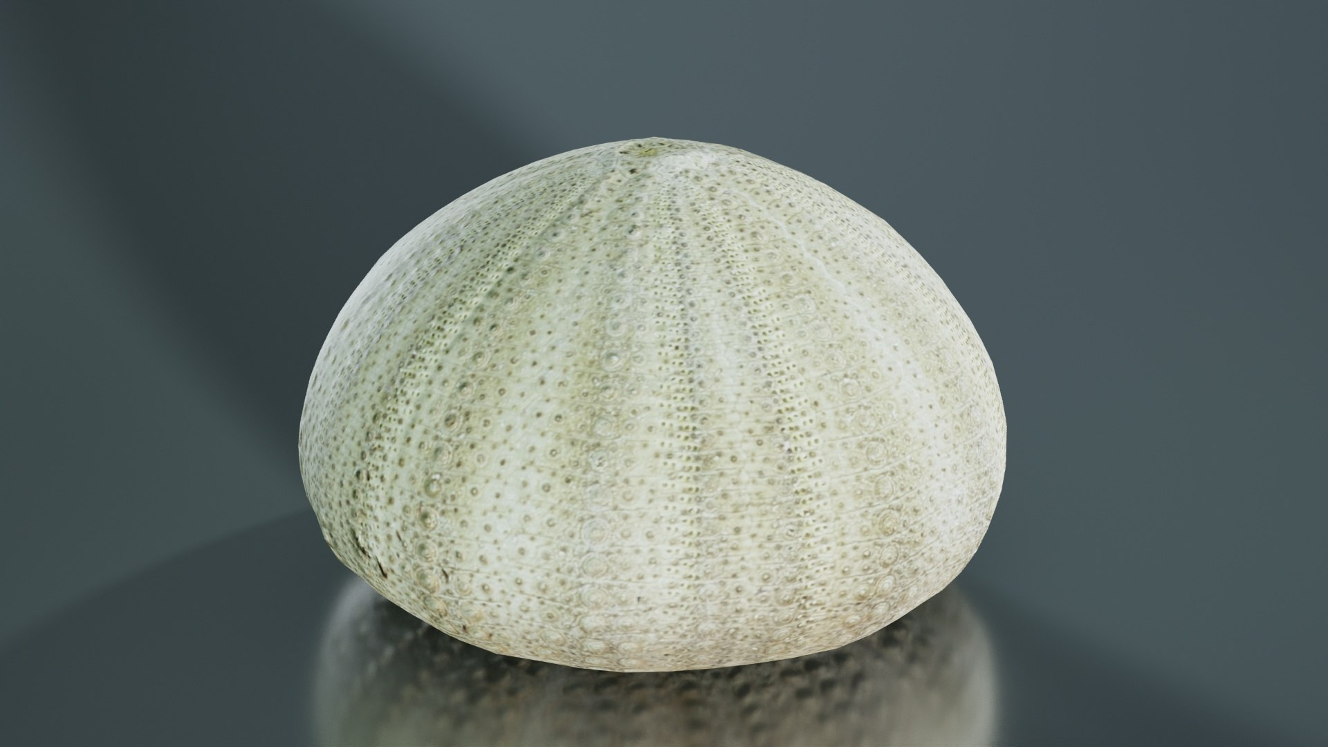 3D Shell Green Remastered - TurboSquid 2359838