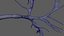 Neuron Pseudounipolar model