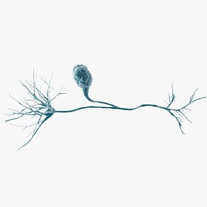 Neuron Pseudounipolar model