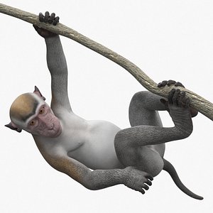 Gray Macaque Hanging on Branch 3D model
