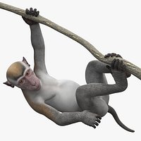 Gray Macaque Hanging on Branch