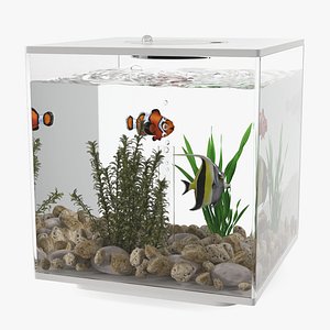 Fish Tank White Cube