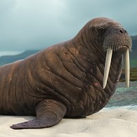 Standing Old Walrus