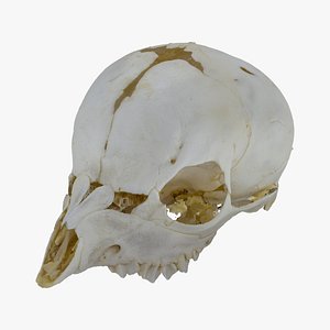 Real European Roe Deer Capreolus Capreolus Baby Skull 01 RAW SCAN