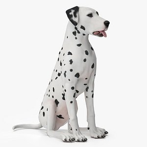 Dalmatian Dog Animated Rigged 3D